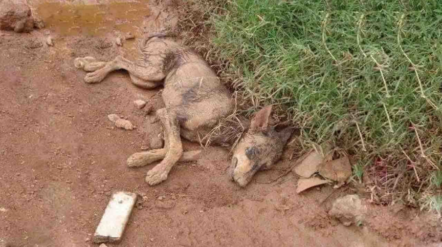 The mother, despite her exhaustion and a...