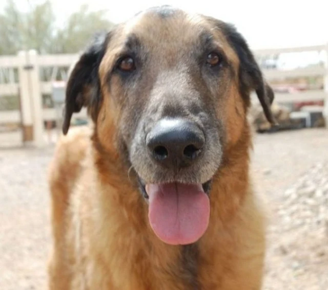 Goodhart couldn't understand why nobody ...