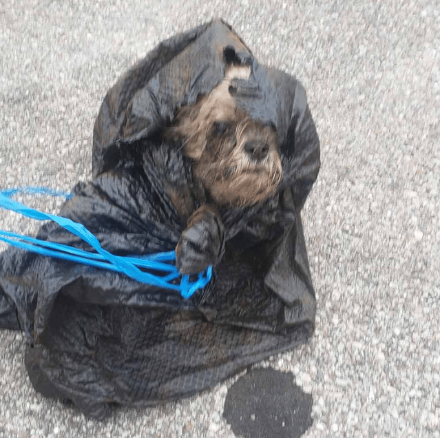 After her owners passed away, Xyla was l...