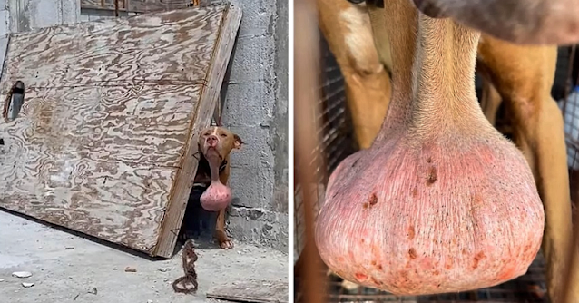 The dog was discovered with a thick cabl...