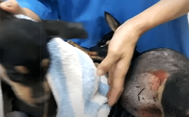 The swelling in their stomachs was cause...