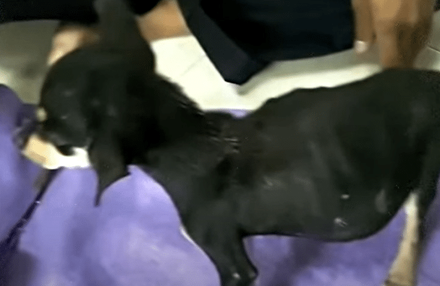 Against the odds, Banana and Pumpkin clu...