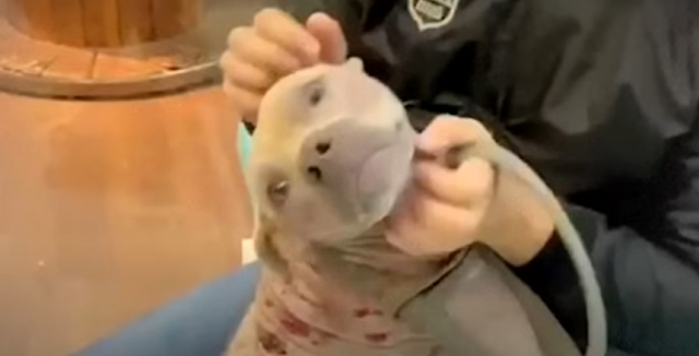 Extra image from article