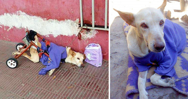 A local dog care facility staff member w...