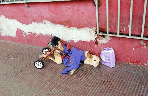 The rescue organization Luba Salta was p...