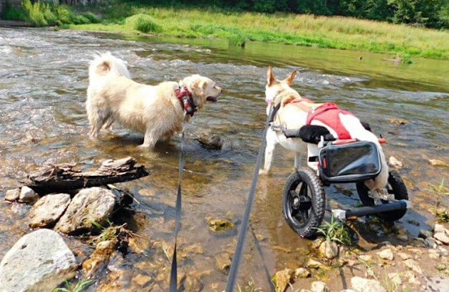 Her adoptive mother expressed her grief ...