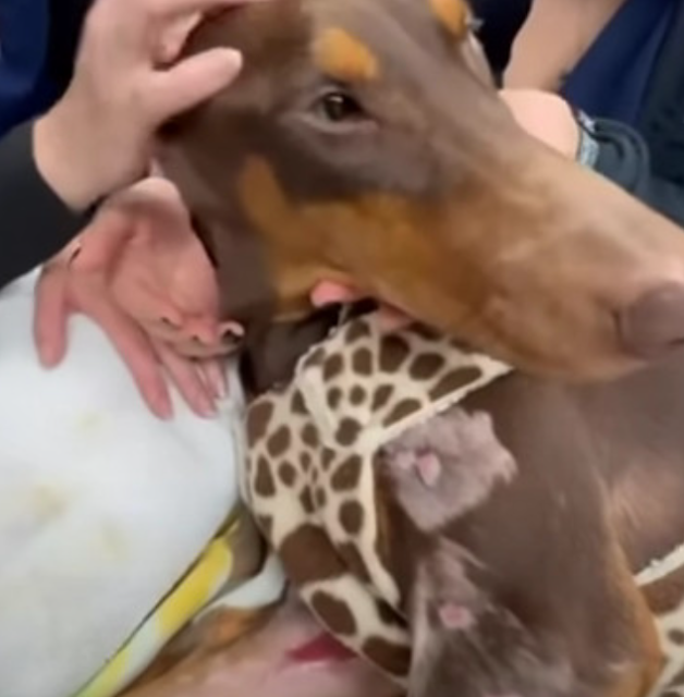 Rosa is currently receiving round-the-cl...