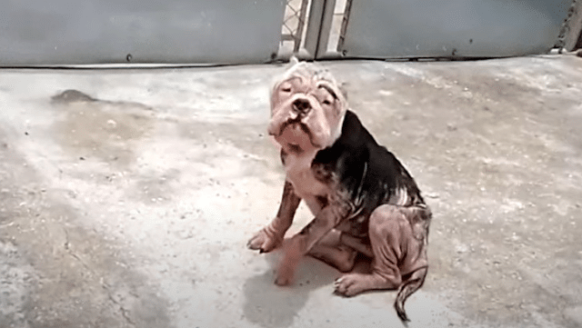 Despite his ailments, Yodo displayed a t...