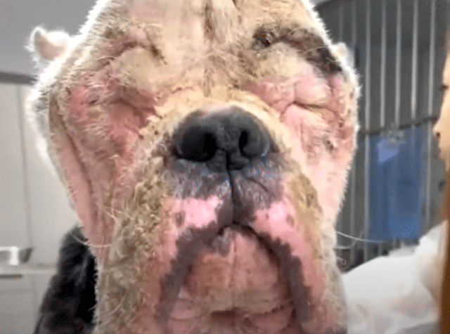 From the moment Yodo arrived at the resc...