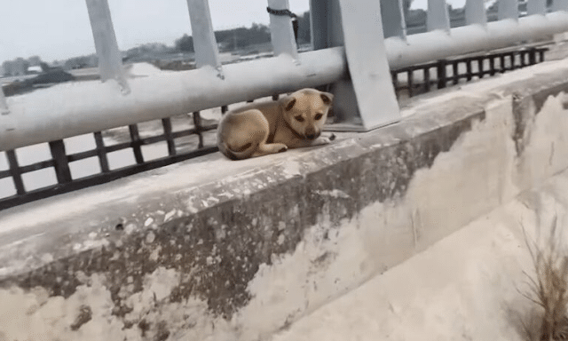 At just one month old, the little dog sa...