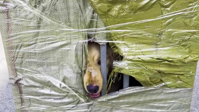 When we arrived, we found a small golden...