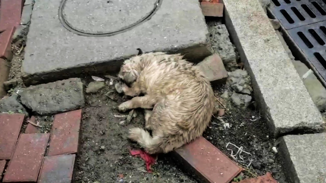 At the rescue center, the little dog, th...