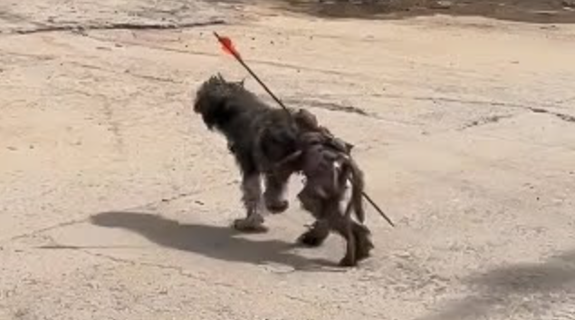 I stumbled upon a distressed dog limping...