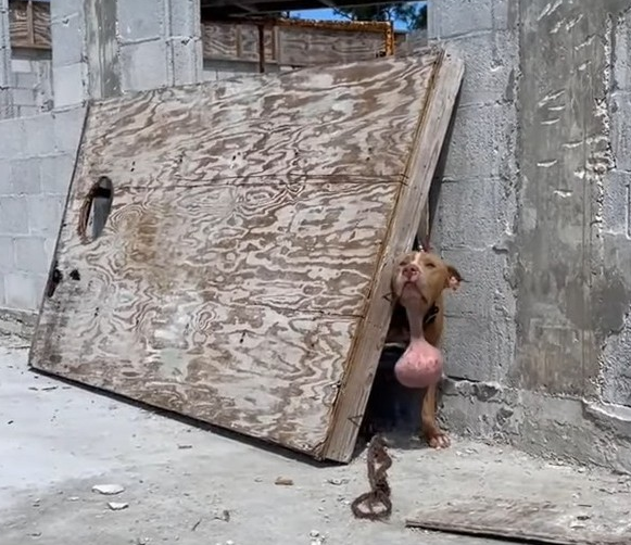 The rescuers used food to gently coax th...