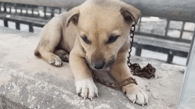 However, hope emerged when a compassiona...