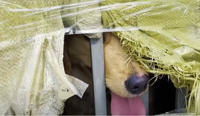 With considerable effort, we managed to ...