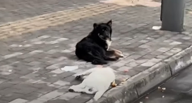 By the time dawn arrived, the black dog'...