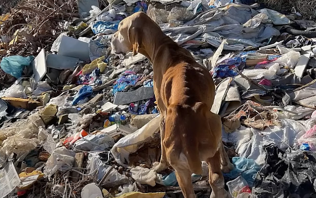 Despite these relentless challenges, Ner...