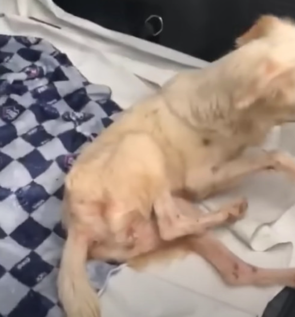 Under the round-the-clock care from the ...