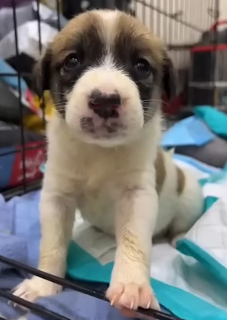 Despite the excruciating pain, Indra tri...