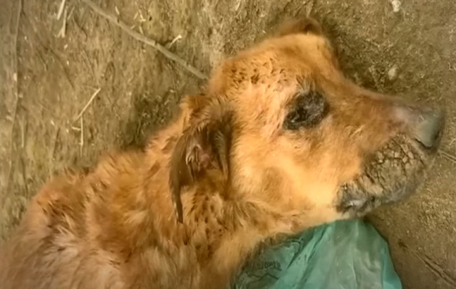 Rescue teams arrived quickly, finding Ph...