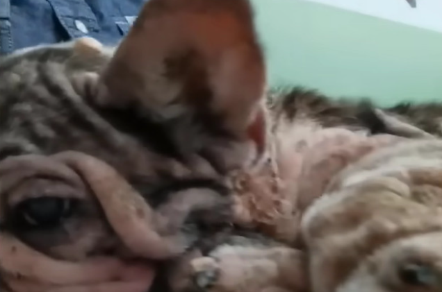 Initially cautious, Bama gradually under...