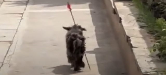 The dog's frail, dirt-streaked appearanc...