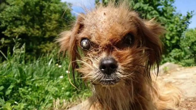 To everyone's relief, Frodo's resilience...