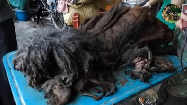 An immediate and critical grooming sessi...