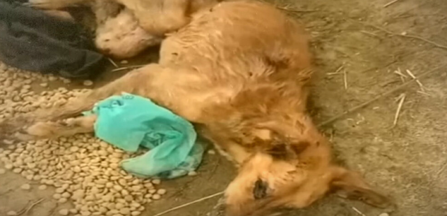 Phoenix's journey to recovery was length...