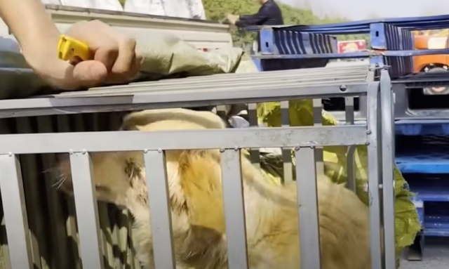 Thankfully, the tests showed the dog was...