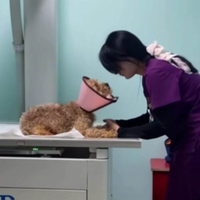 In the initial days, veterinary staff fo...