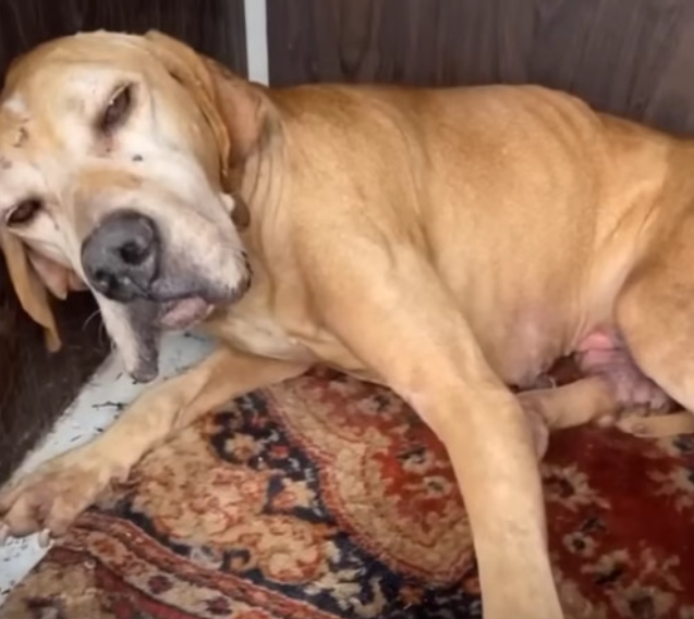 Despite this heartbreaking turn, Nero's ...