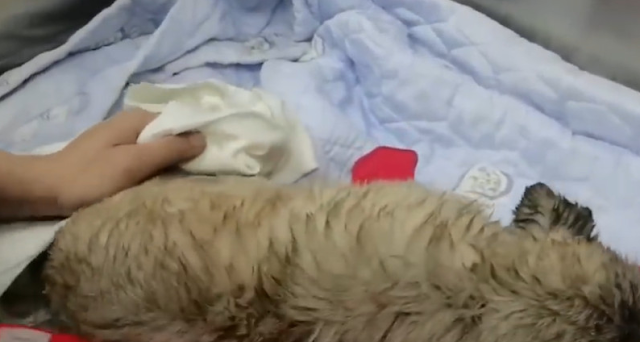 This remarkable pug, through his fight, ...