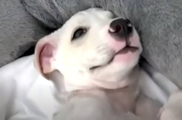 The loyalty and love between Ala and Maf...