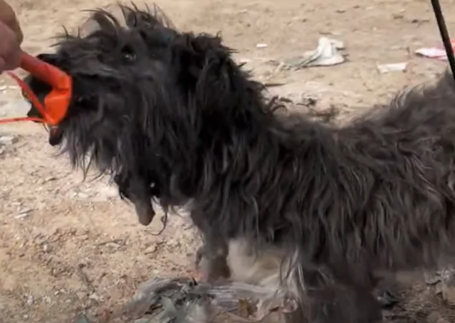 At the clinic, the dog’s injuries were f...