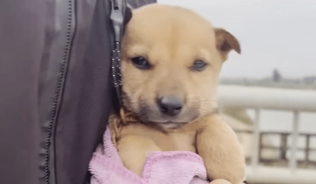 Lancy's health has improved significantl...