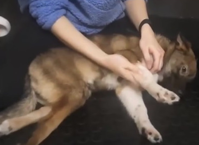 The prognosis was grim, with few animals...