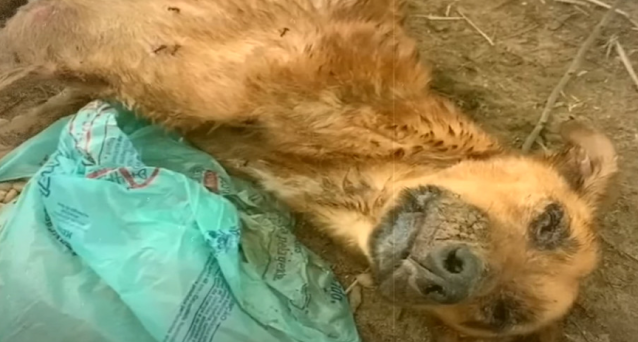 Phoenix's life took another joyful turn ...