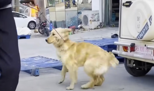 Watching it slightly wag its tail, even ...