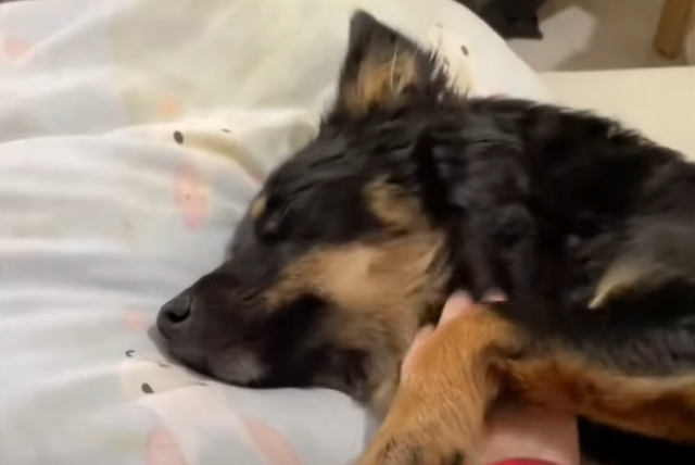 For a dog familiar only with neglect, th...