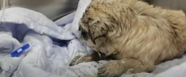 Throughout his ordeal, the pug remained ...