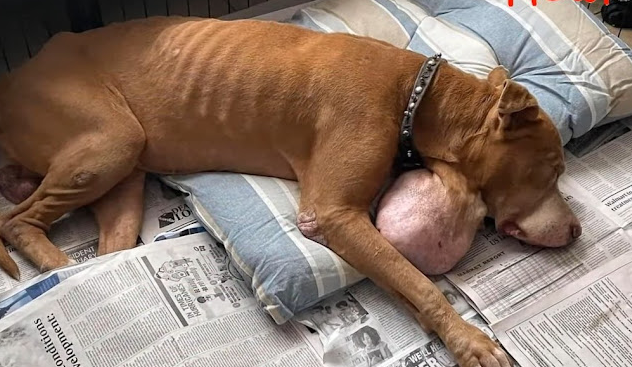 Extra image from article