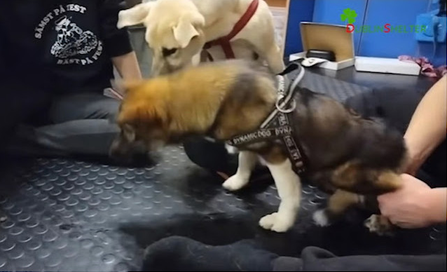 Under the care of loving hands, with nut...