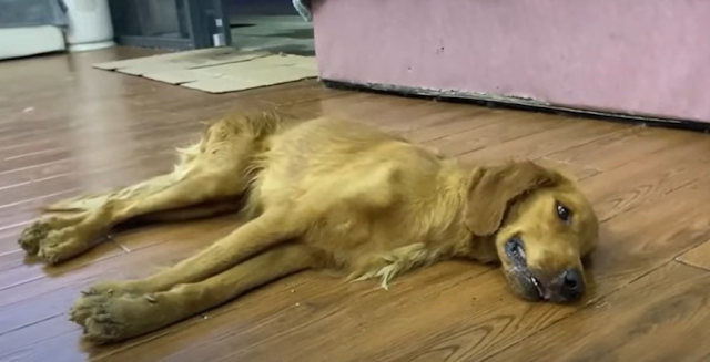 Though they tried earnestly, a sense of ...