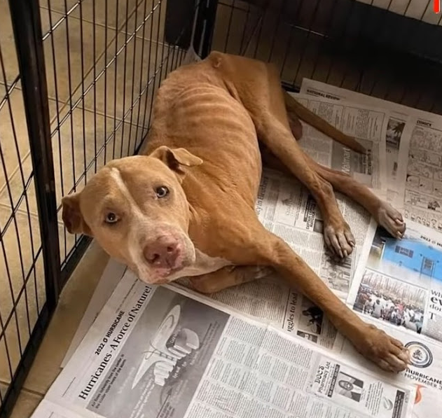 Extra image from article