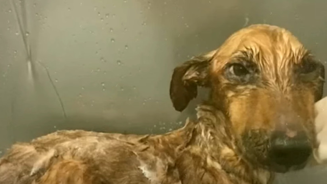 Extra image from article