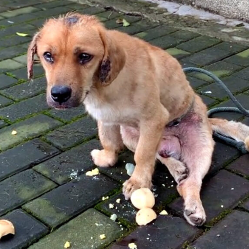 Although the dog was silent, its eyes re...