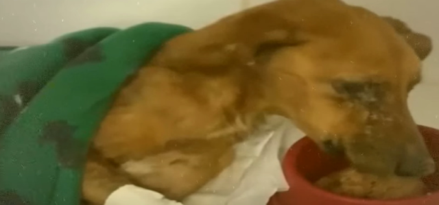 Extra image from article