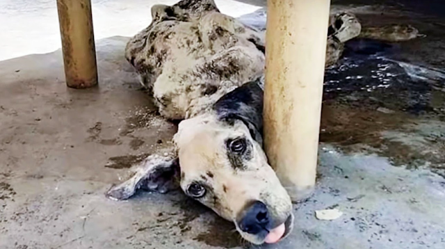 By the time hotel employees found her, V...